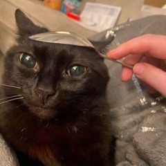 meowmewomeower555