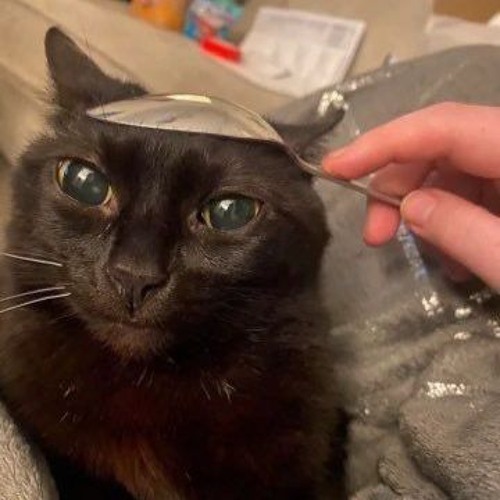 good shit meow