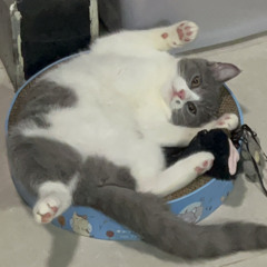 mochi