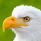 Raptor_Lover🦅
