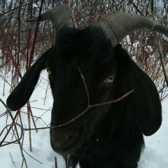 i like goats
