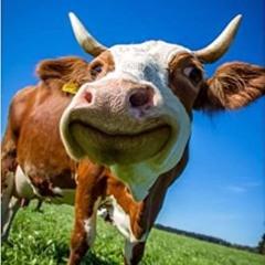 cowsarecool7_2