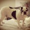 Roxxy