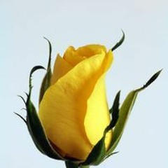 Bilal Shahid