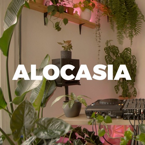 ALOCASIA TV’s avatar