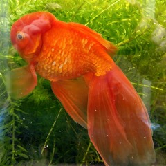 Paul