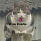 Cat on Fuarks