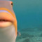 MemeFish