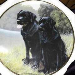 brant7794❤🧡💛💚💙💜