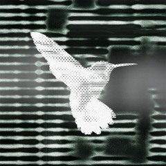 Benjamin Philippe Zulauf  |  Hummingbird