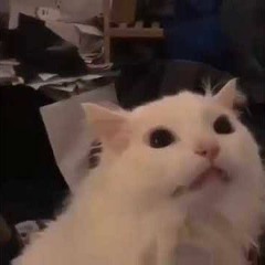 meowmeowkillme