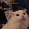 meowmeowkillme