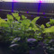 Unicorn Sage