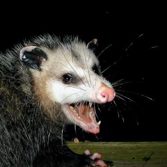 DJ Gros Raton