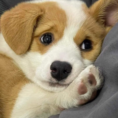 PHOO