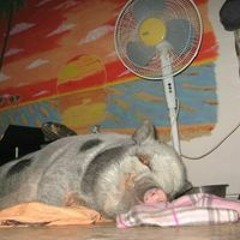 Igor De Piegor van Hest