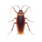 michael cockroach