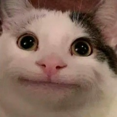 Beluga Cat