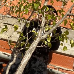 Na$tikill 79 AKA Koko Taylor