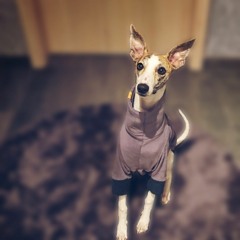 Die mit dem Whippet tanzt