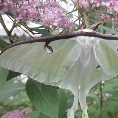 Ala