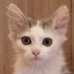 Alszok