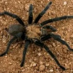 Killer Spider
