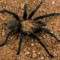 Killer Spider