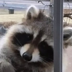 Tanuki