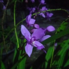 Irma-Podcast Manusia Random