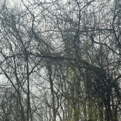 Moor