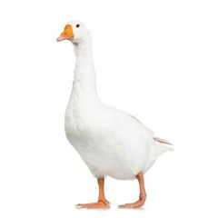 just a goose.