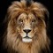 Lord_Cat66
