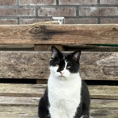 jezi