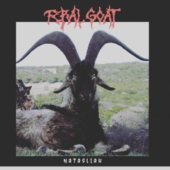 feral goat