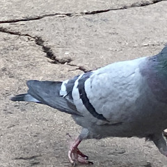 pigeons_poppo