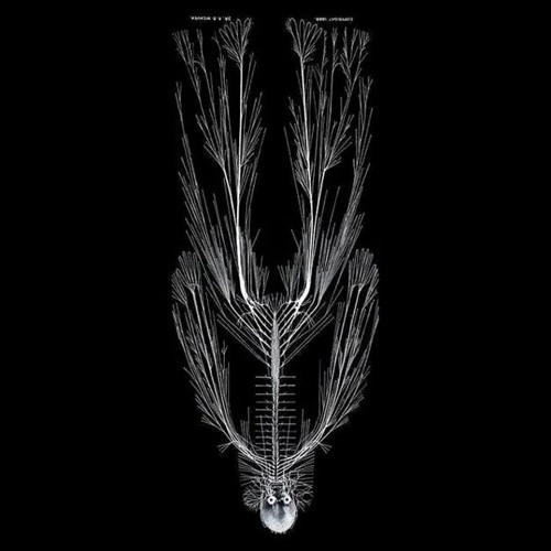 _open(shimmer)