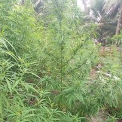 Jenipas Ngawan