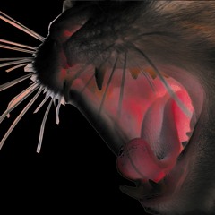 Pink Tomcat