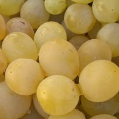 egico