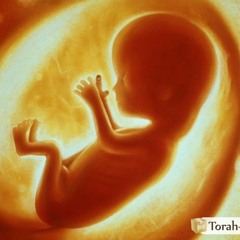 Foetus