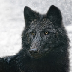 Anni 🐺