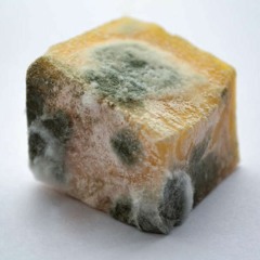 Cheese Disease