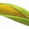 the cob