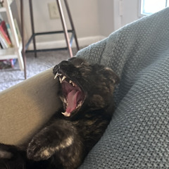 Antony (FreedomFalcon89)