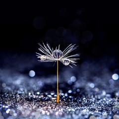 Momentum Shift