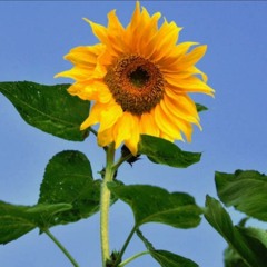 pretty yellow sunflower