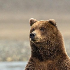 Grizzlybro258