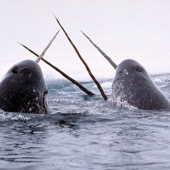 The Narwhal