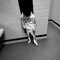 _trayfrmda34